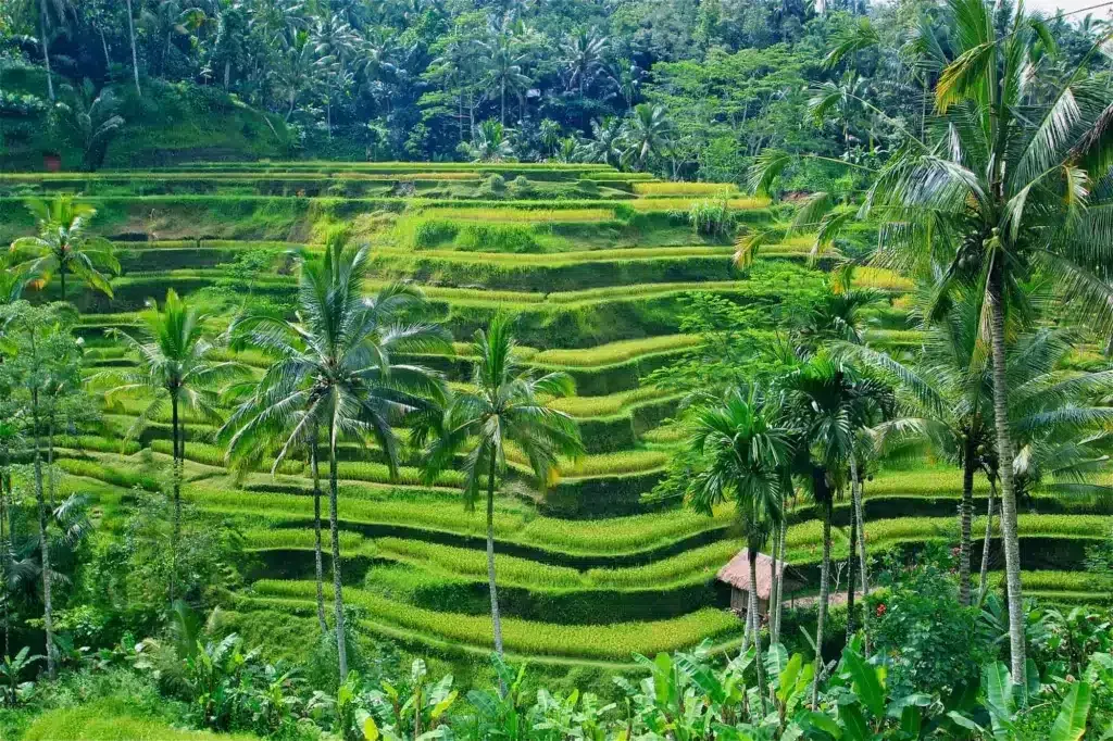 ¿Dónde alojarse en Bali? Las 7 mejores zonas y lugares para alojarse 🇮🇩 37